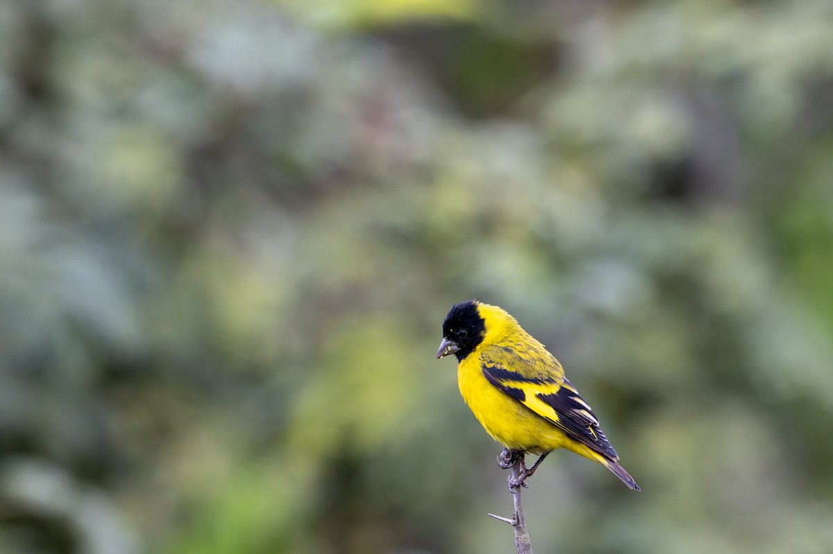 Hooded Siskin - ML643629028