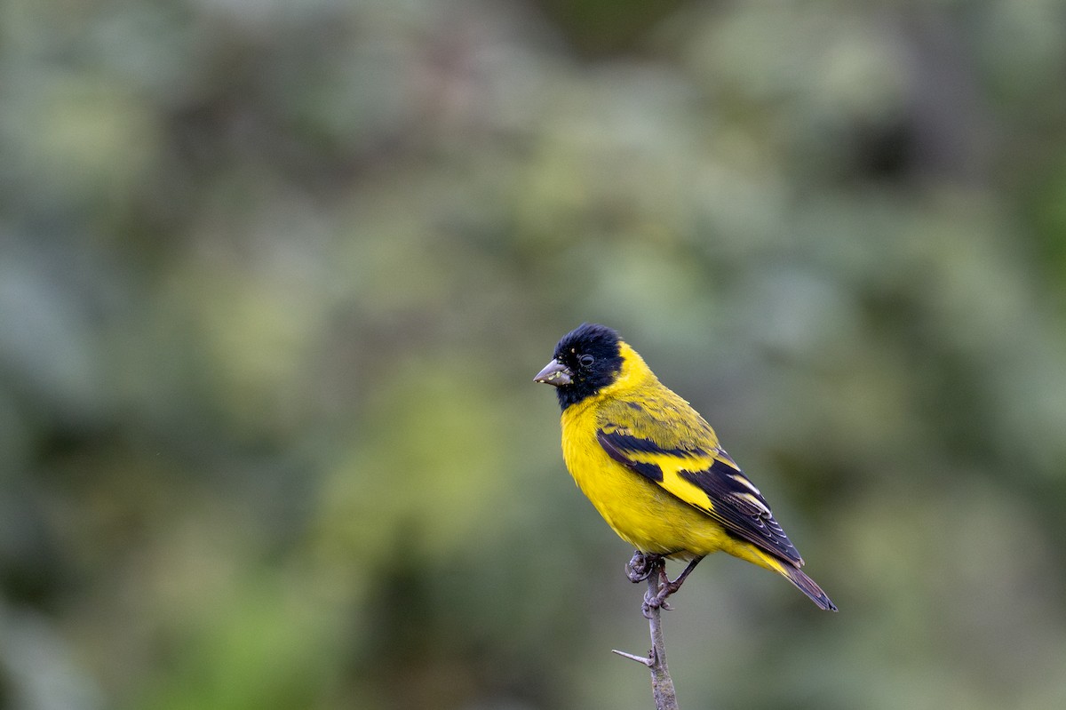Hooded Siskin - ML643629029