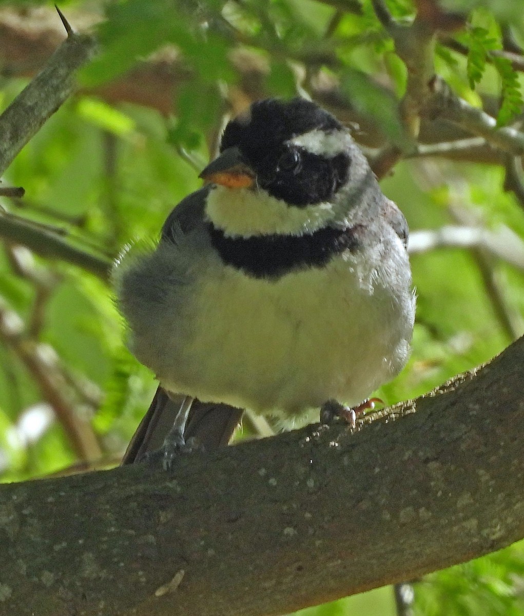 Желтоклювый тохи - ML643629037