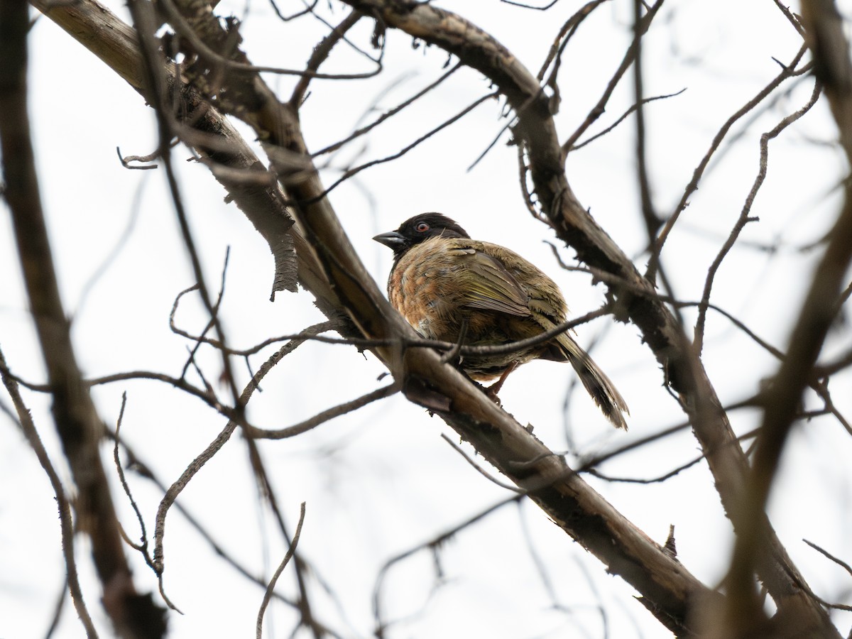 Spotted Towhee - ML643629038