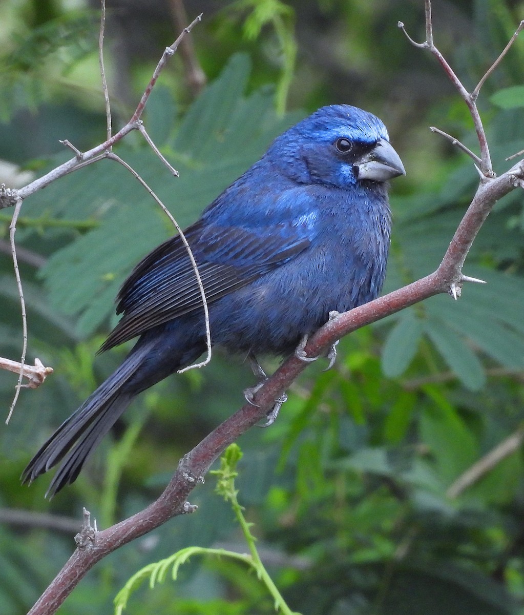 Ultramarine Grosbeak - ML643629039