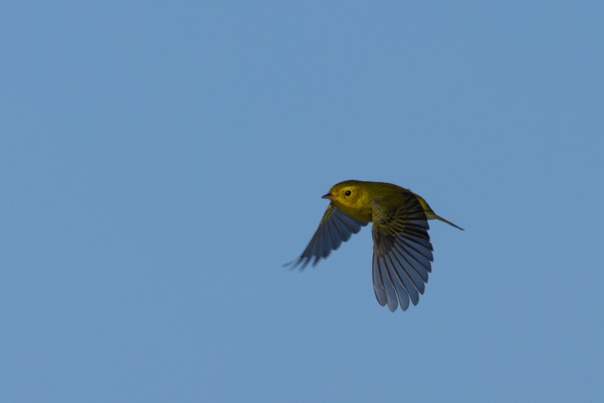 Wilson's Warbler - ML643629055