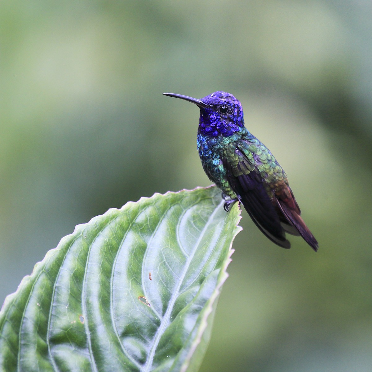 Golden-tailed Sapphire - ML643629065