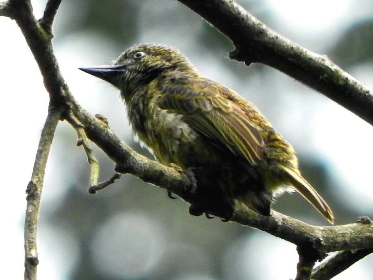 Speckled Tinkerbird - ML643629070