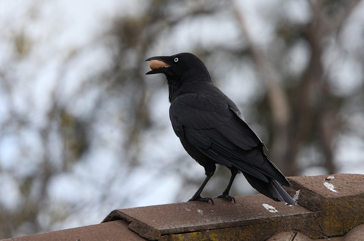 Australian Raven - ML643629089