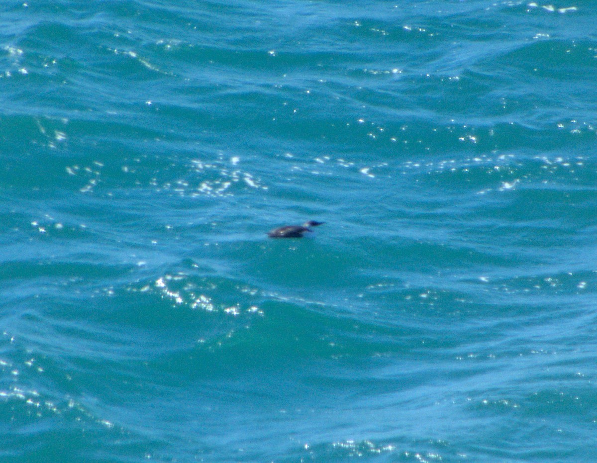 Common Murre - ML643629092