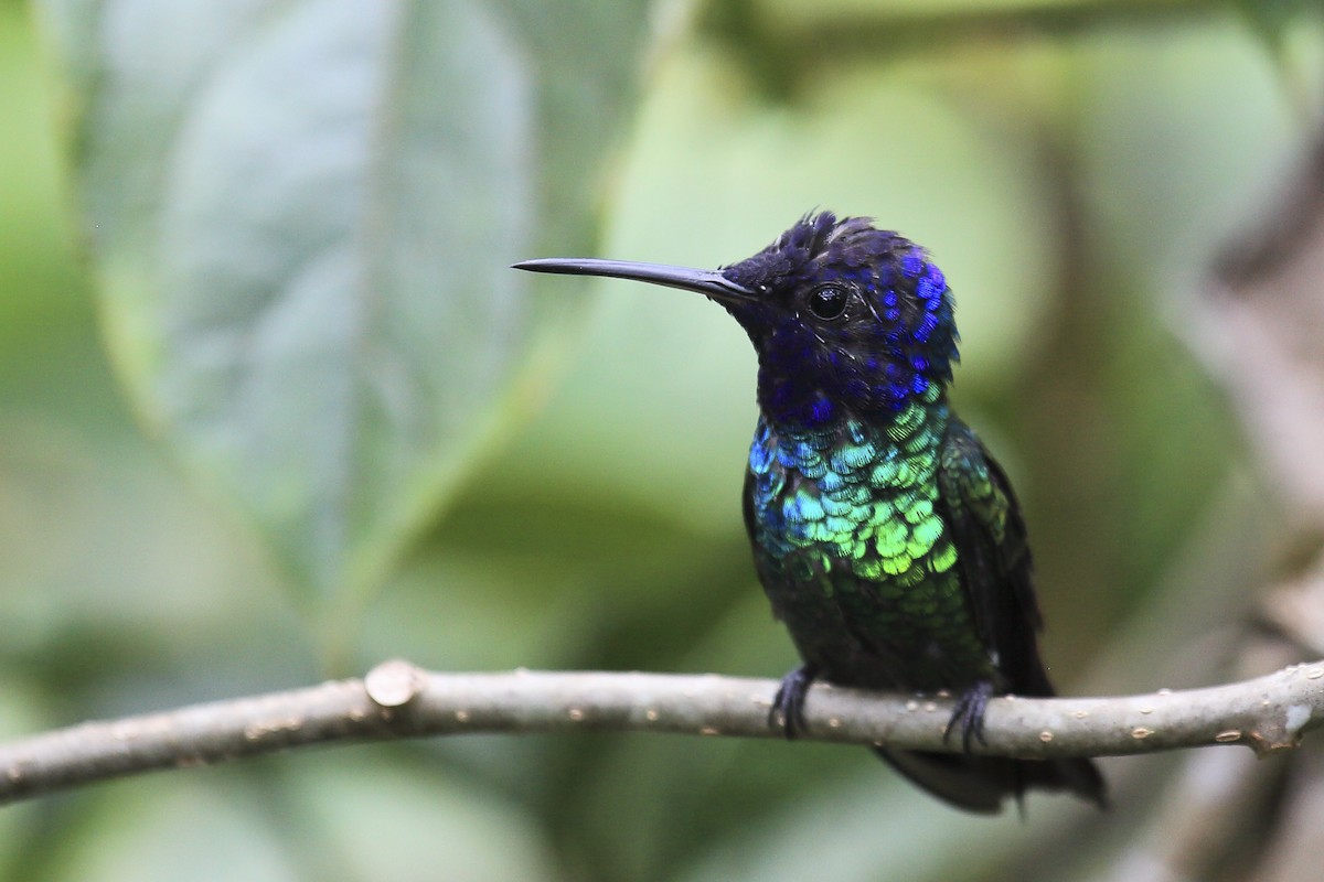 Golden-tailed Sapphire - ML643629115
