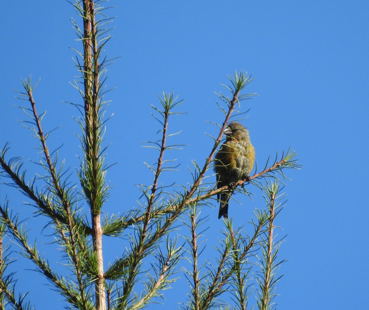 Гацуурын солбин хошуут - ML643629123