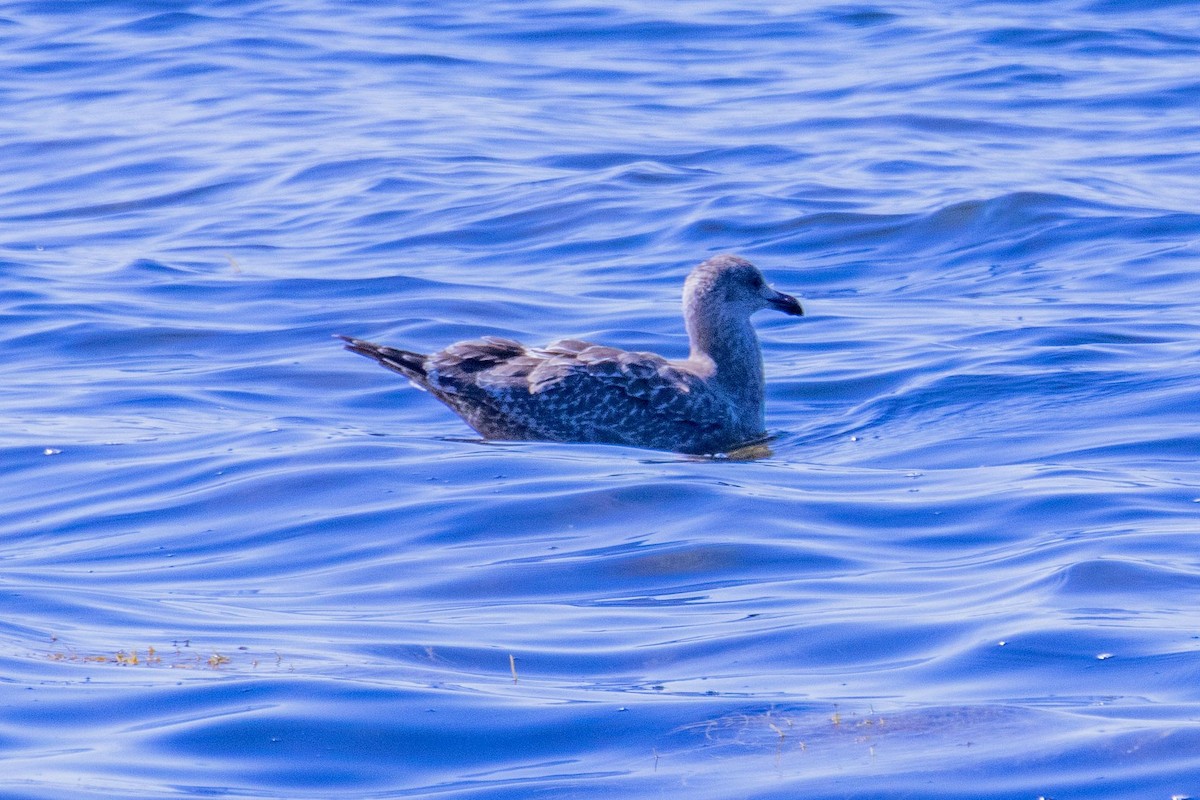 Iceland Gull - ML643629129