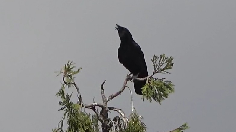 American Crow - ML643629134