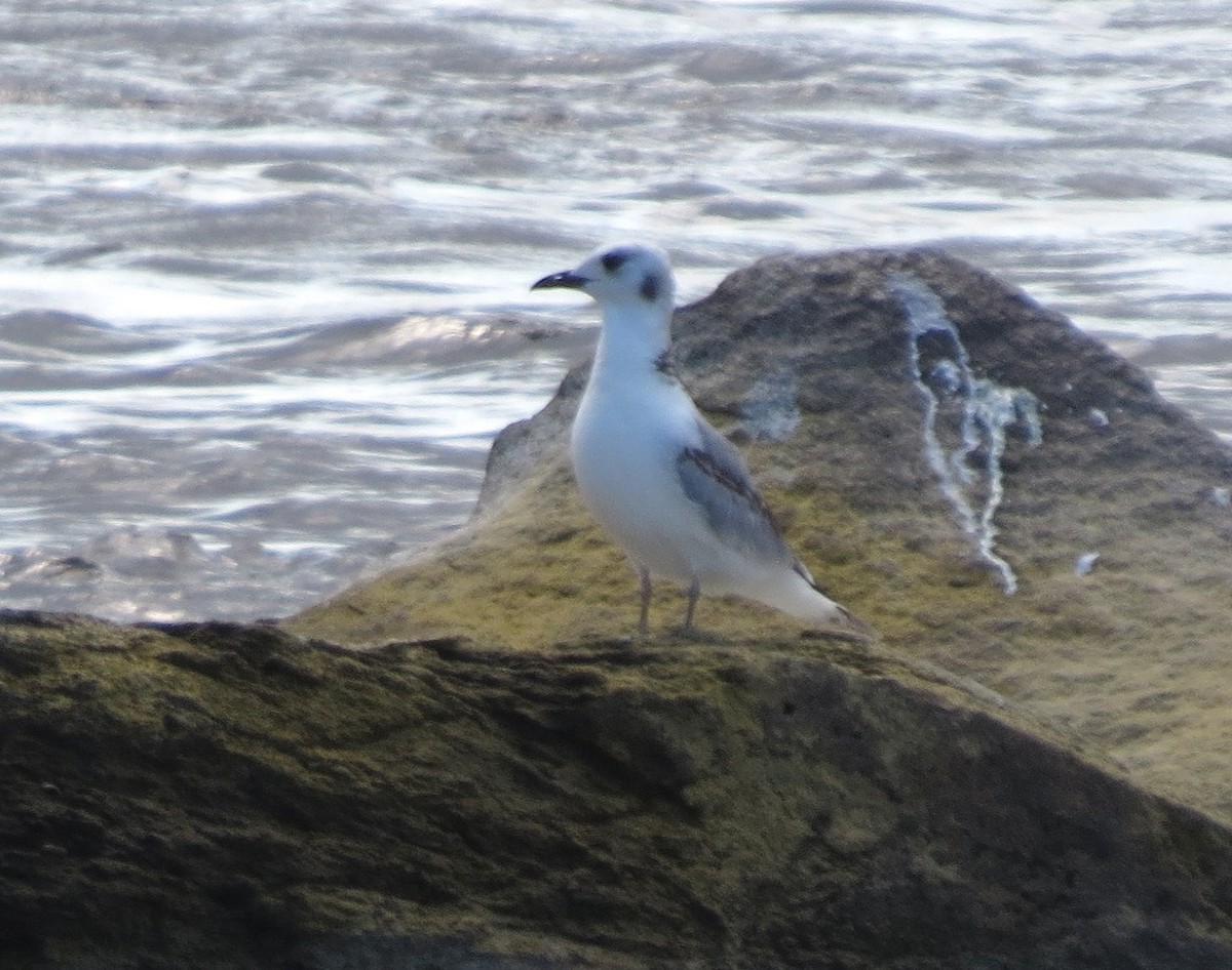 Black-legged Kittiwake - ML643629178