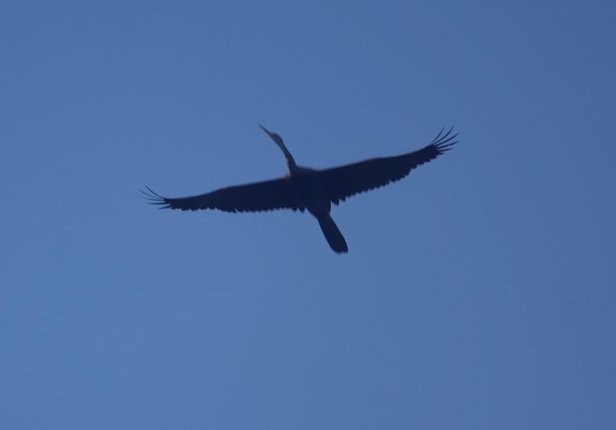 アジアヘビウ - ML643629181