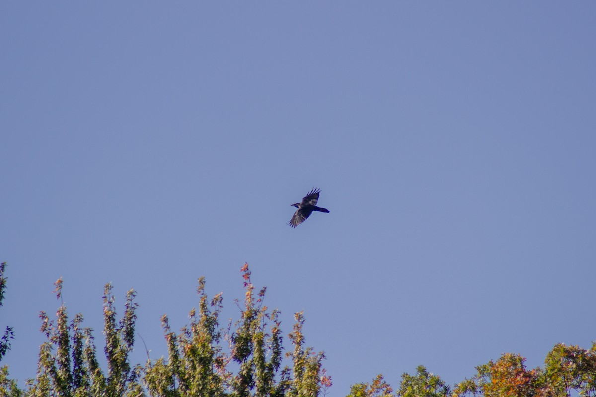 American Crow - ML643629184