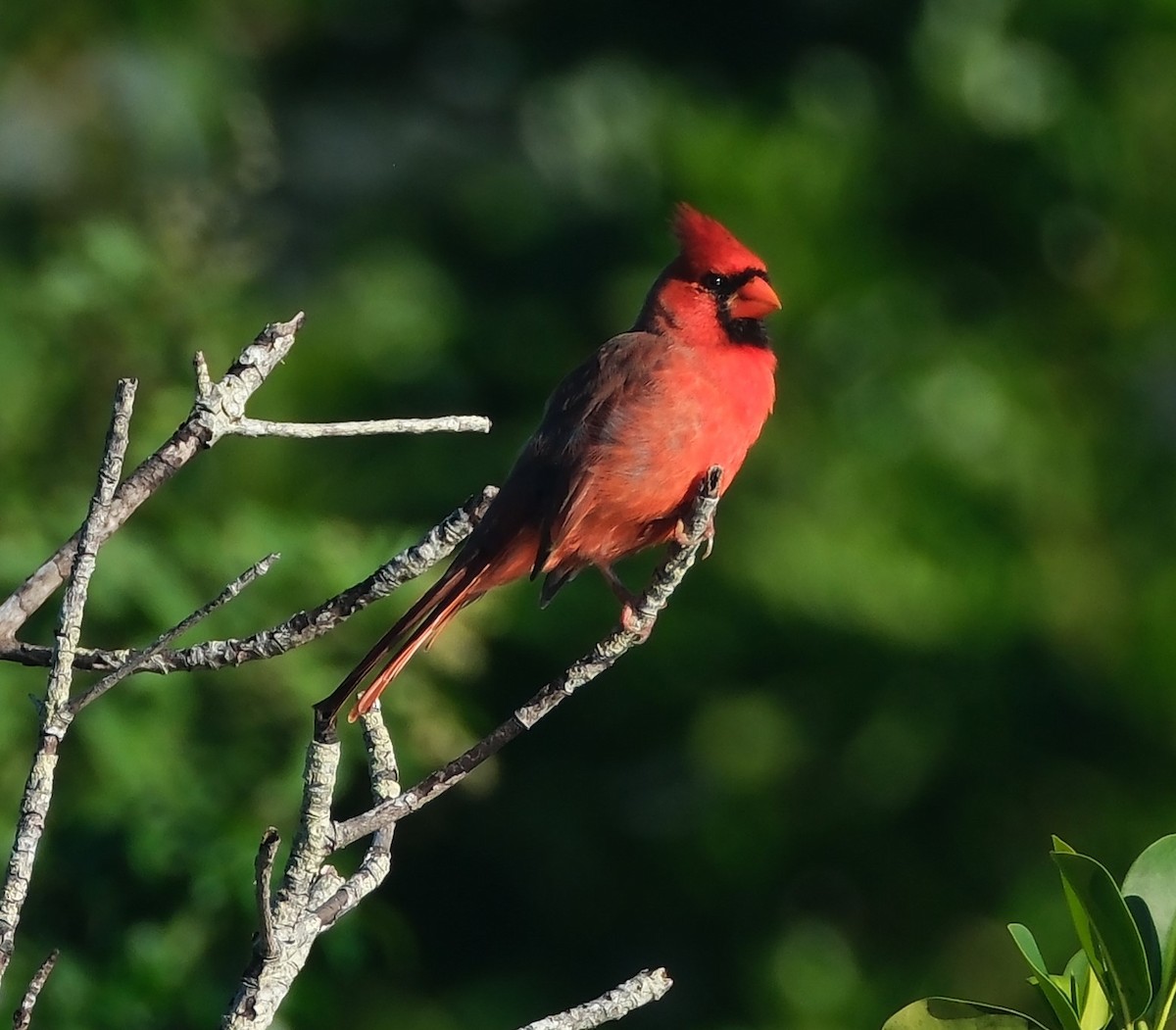 Cardinal rouge - ML643629201