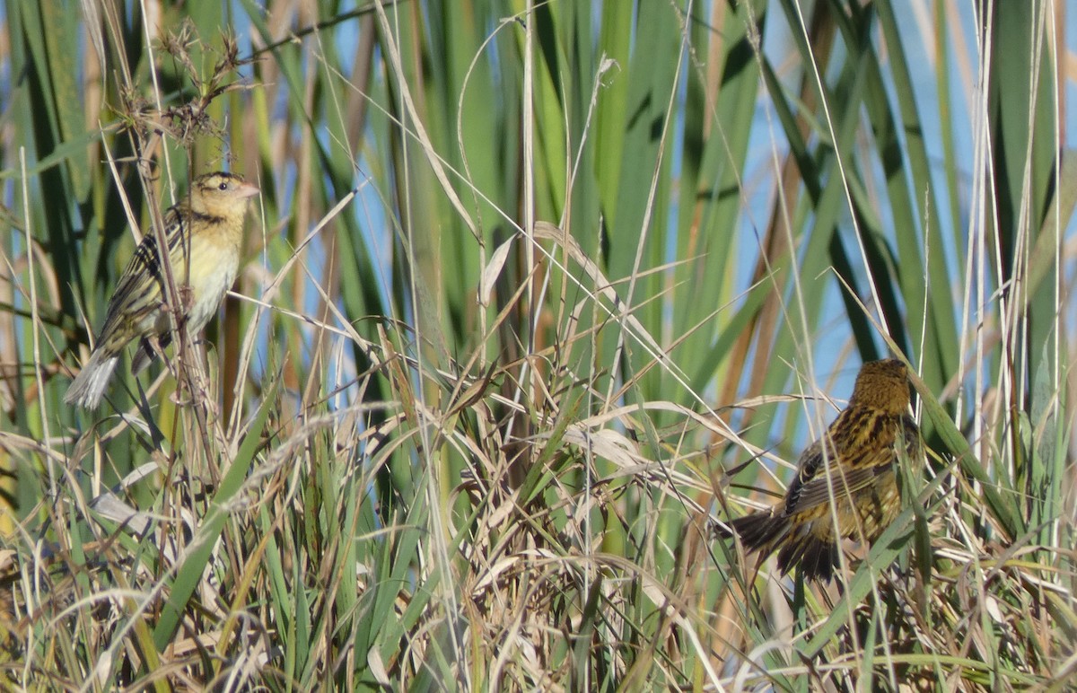 Bobolink - ML643629230