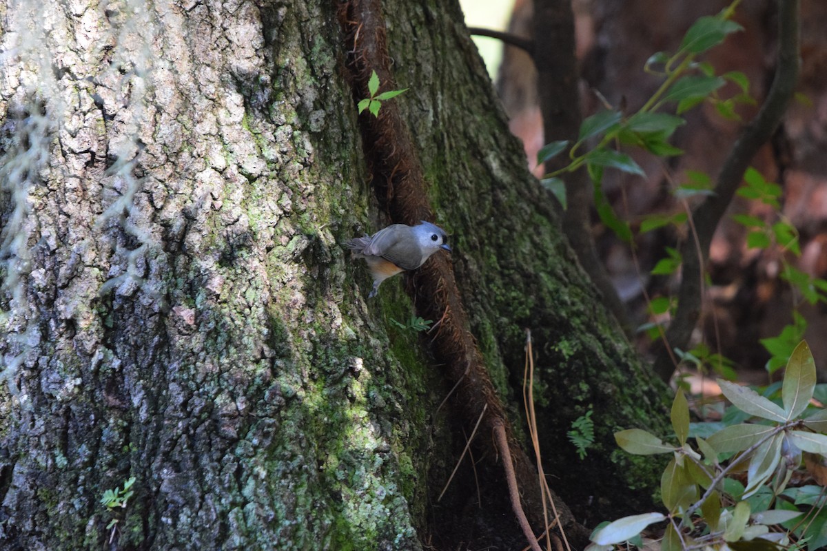 Tufted Titmouse - ML643629237