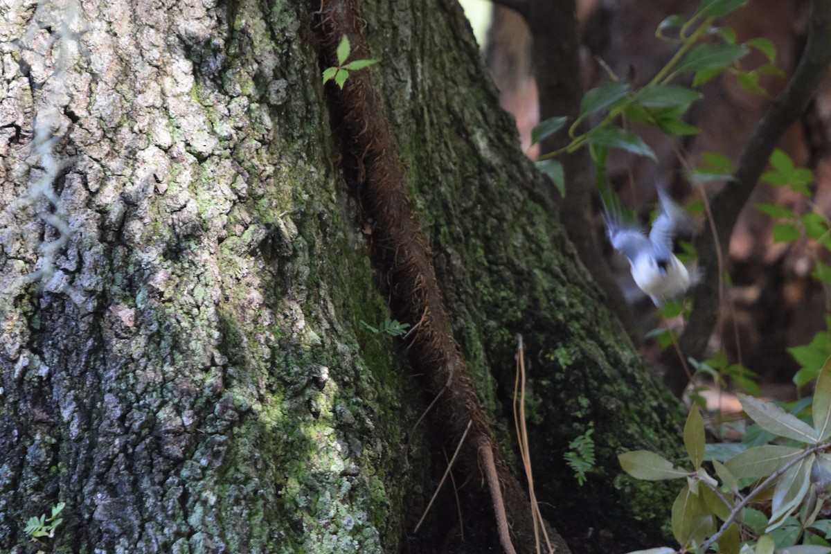Tufted Titmouse - ML643629241
