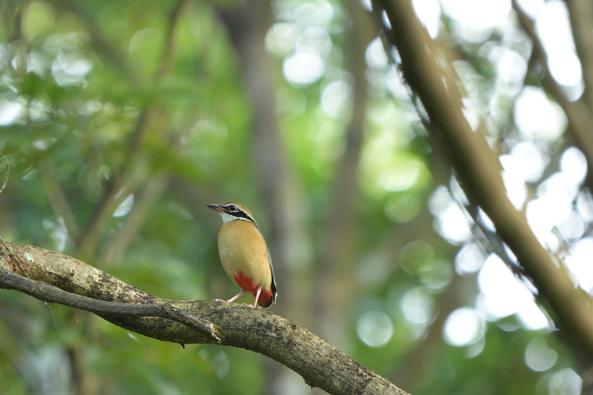 Indian Pitta - ML643629253