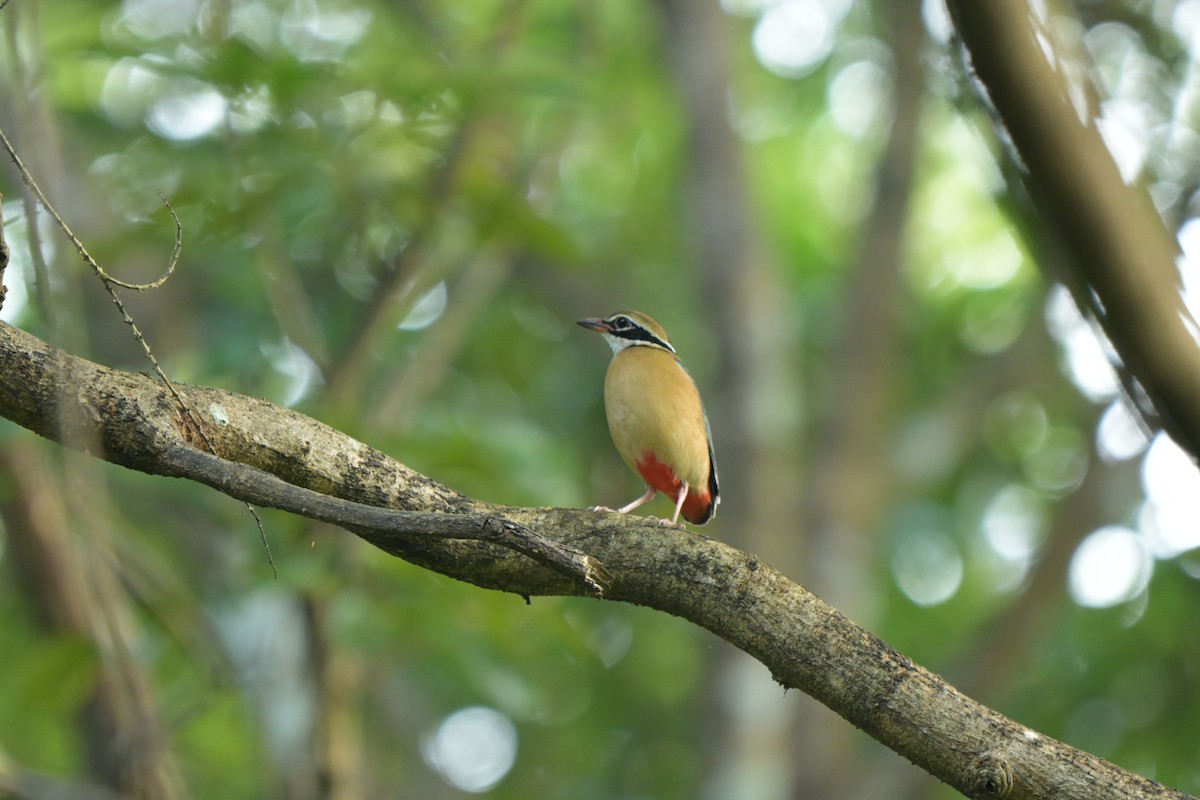 Indian Pitta - ML643629254
