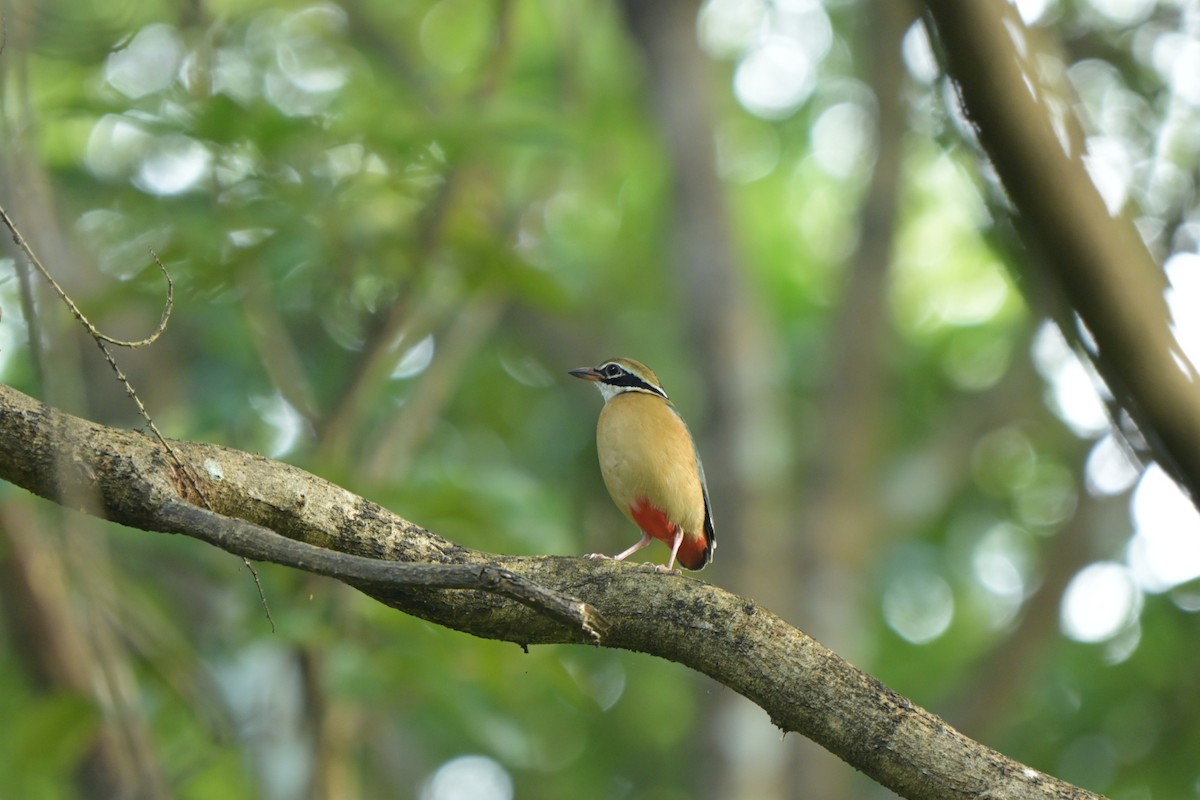 Indian Pitta - ML643629255