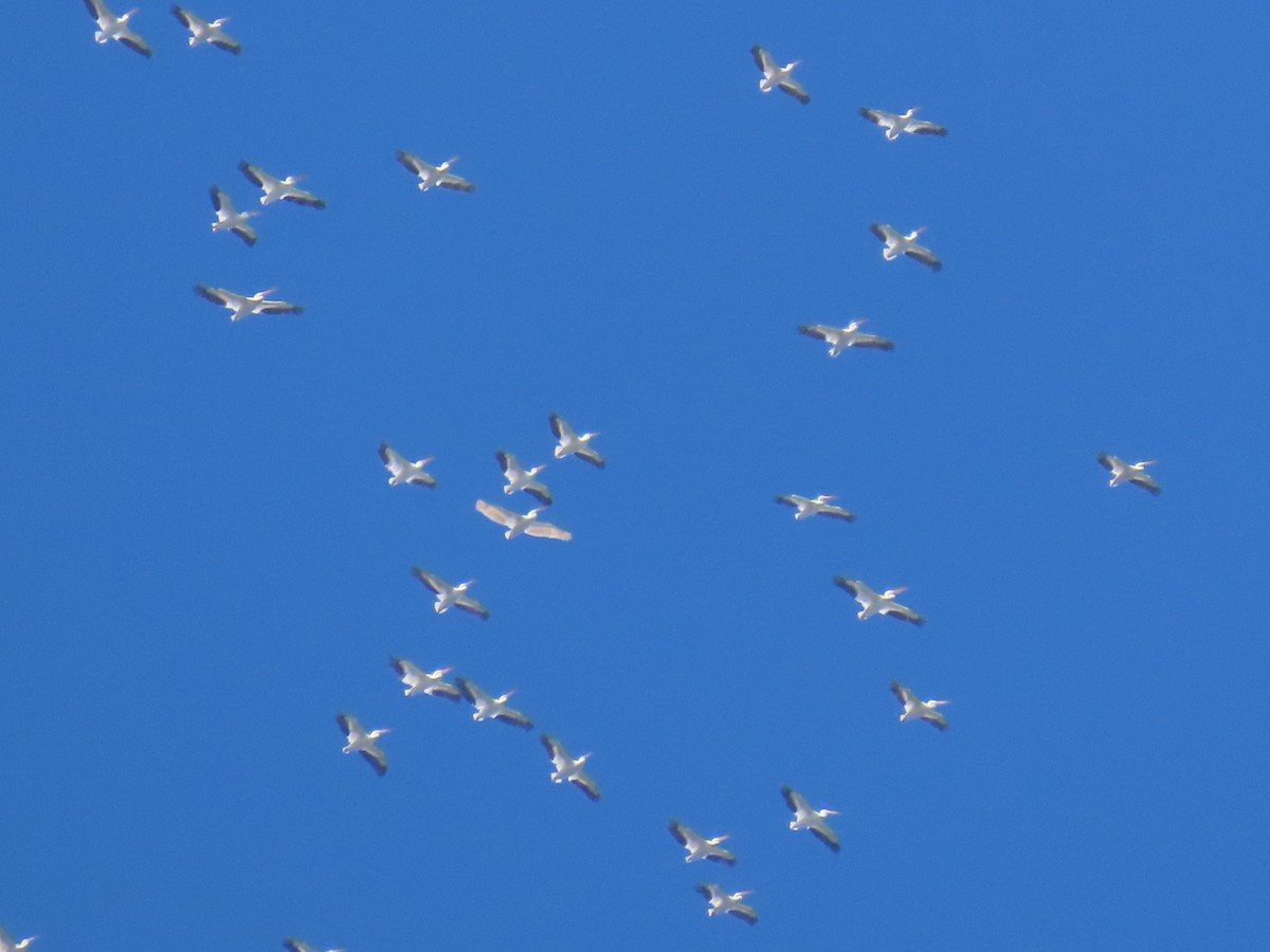 American White Pelican - ML643629258