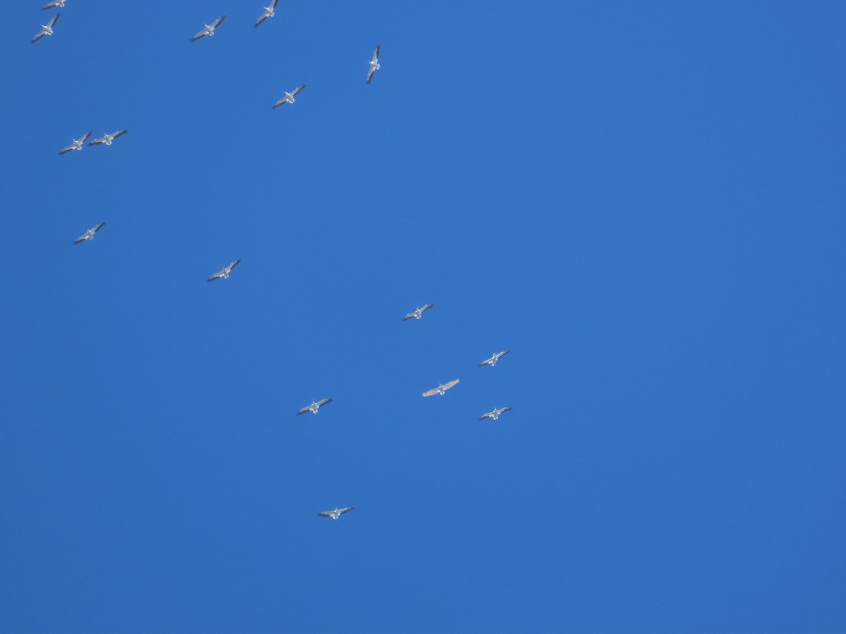 American White Pelican - ML643629259
