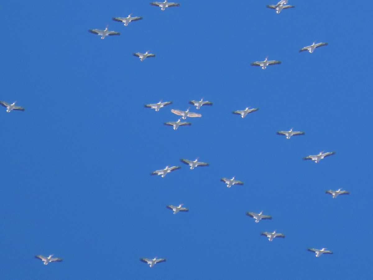 American White Pelican - ML643629260