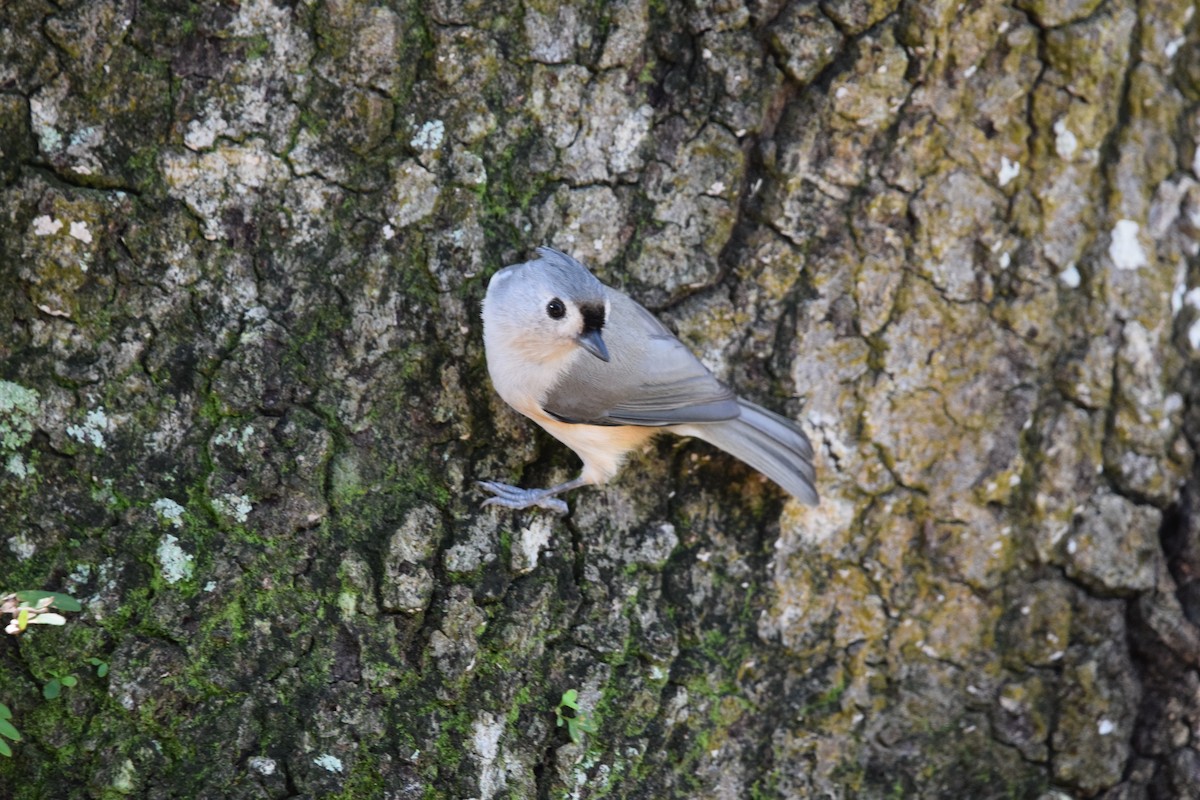 Tufted Titmouse - ML643629262
