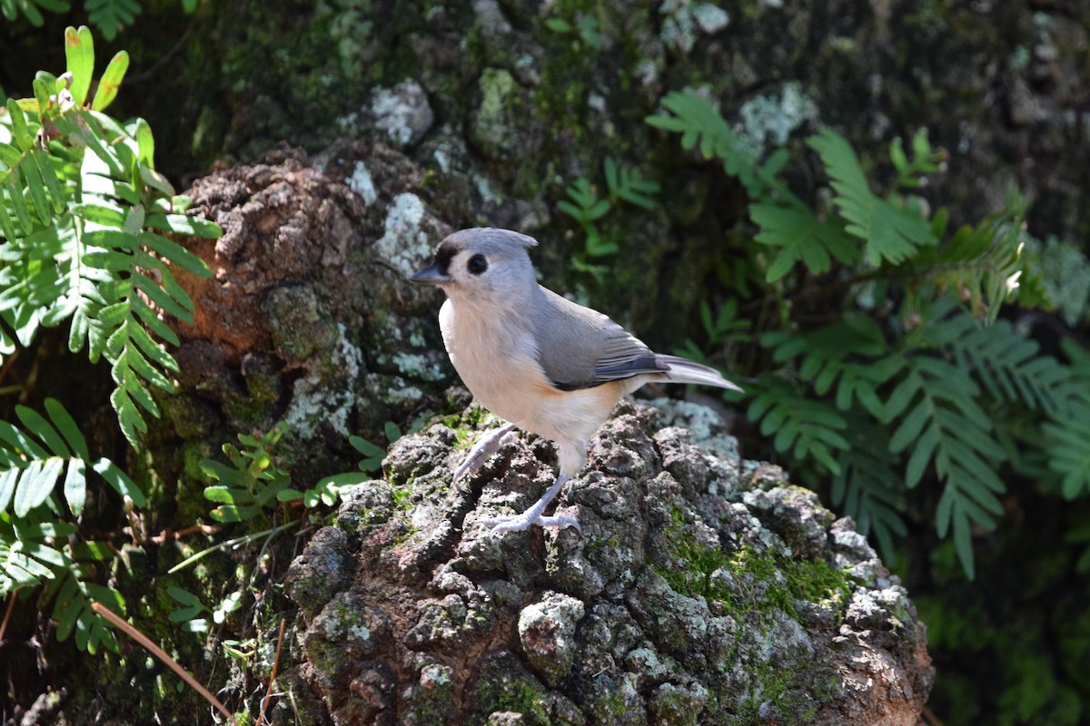 Tufted Titmouse - ML643629268