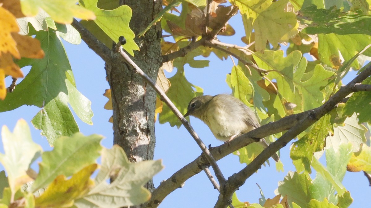 Black-throated Blue Warbler - ML643629279