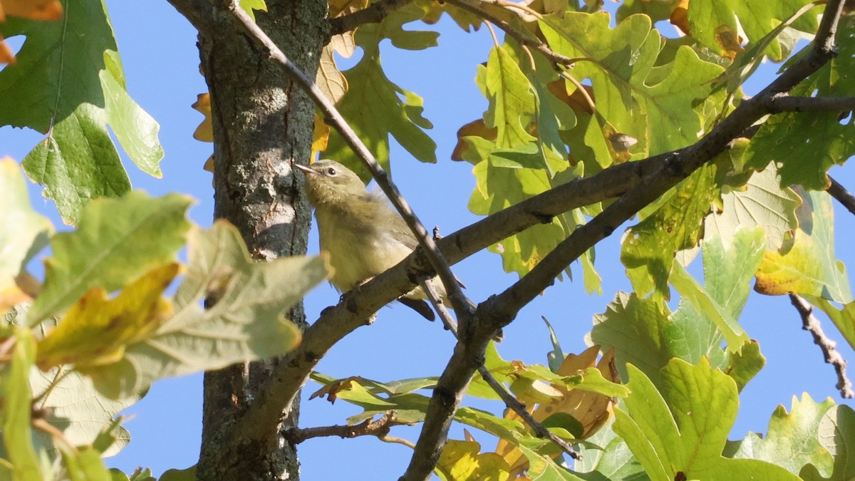Black-throated Blue Warbler - ML643629280