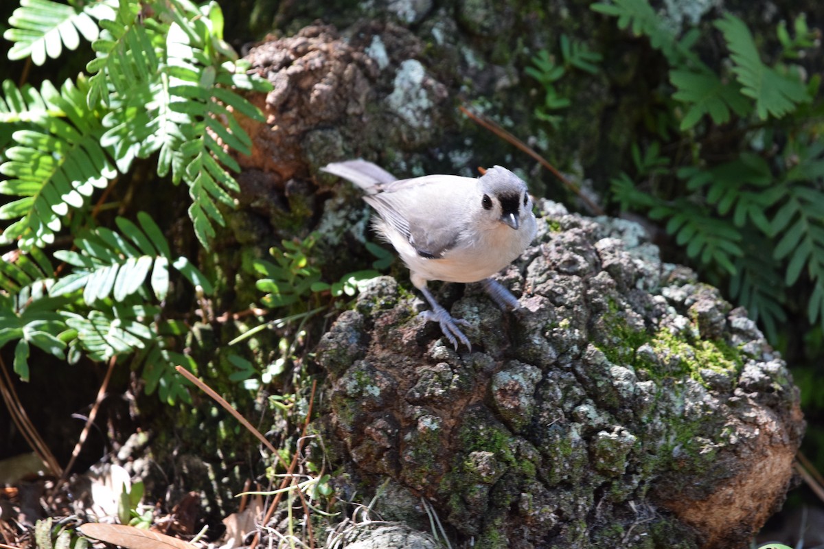 Tufted Titmouse - ML643629282