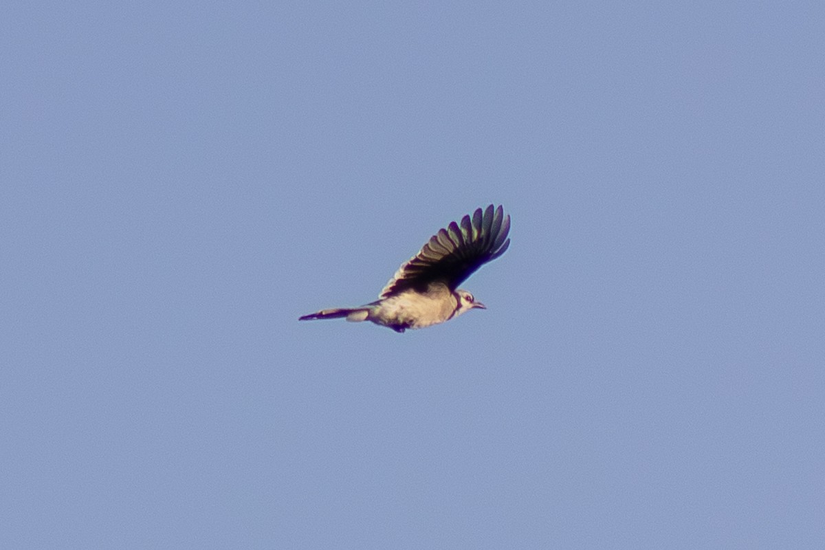 Blue Jay - ML643629286