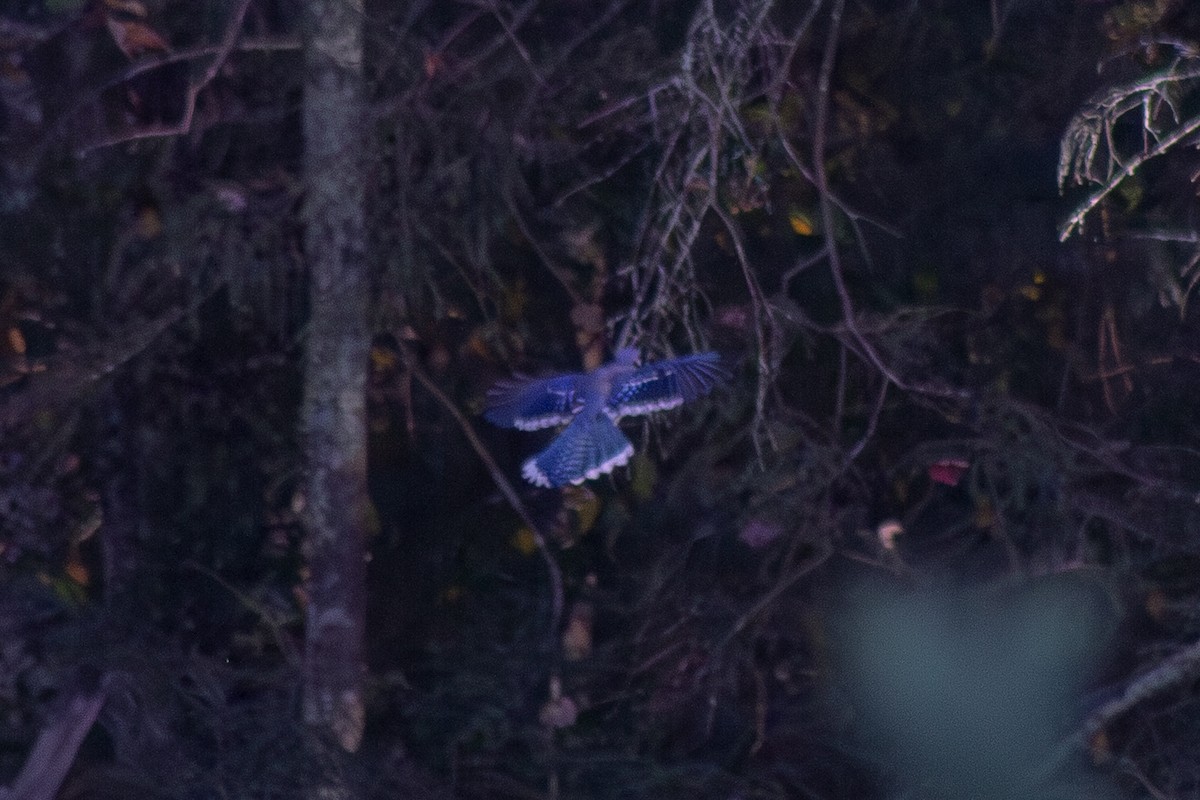 Blue Jay - ML643629287