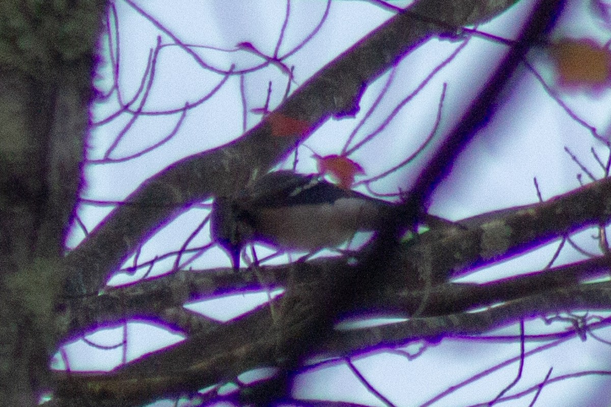 Blue Jay - ML643629288