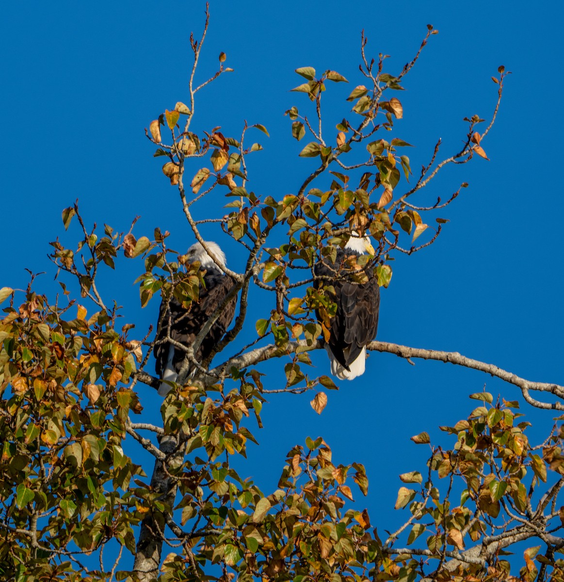 Bald Eagle - ML643629296