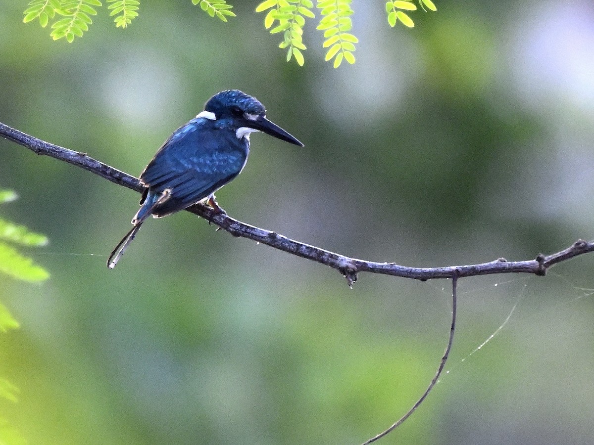 Small Blue Kingfisher - ML643629319
