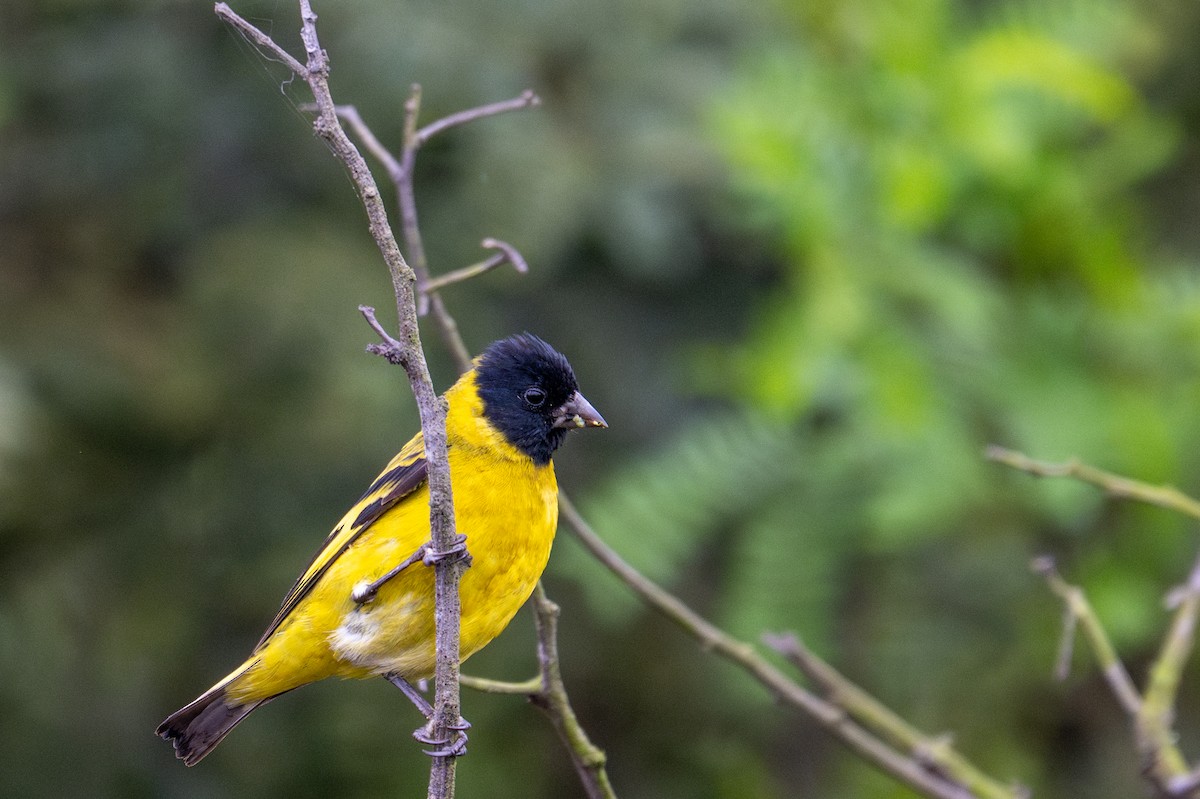 Hooded Siskin - ML643629320