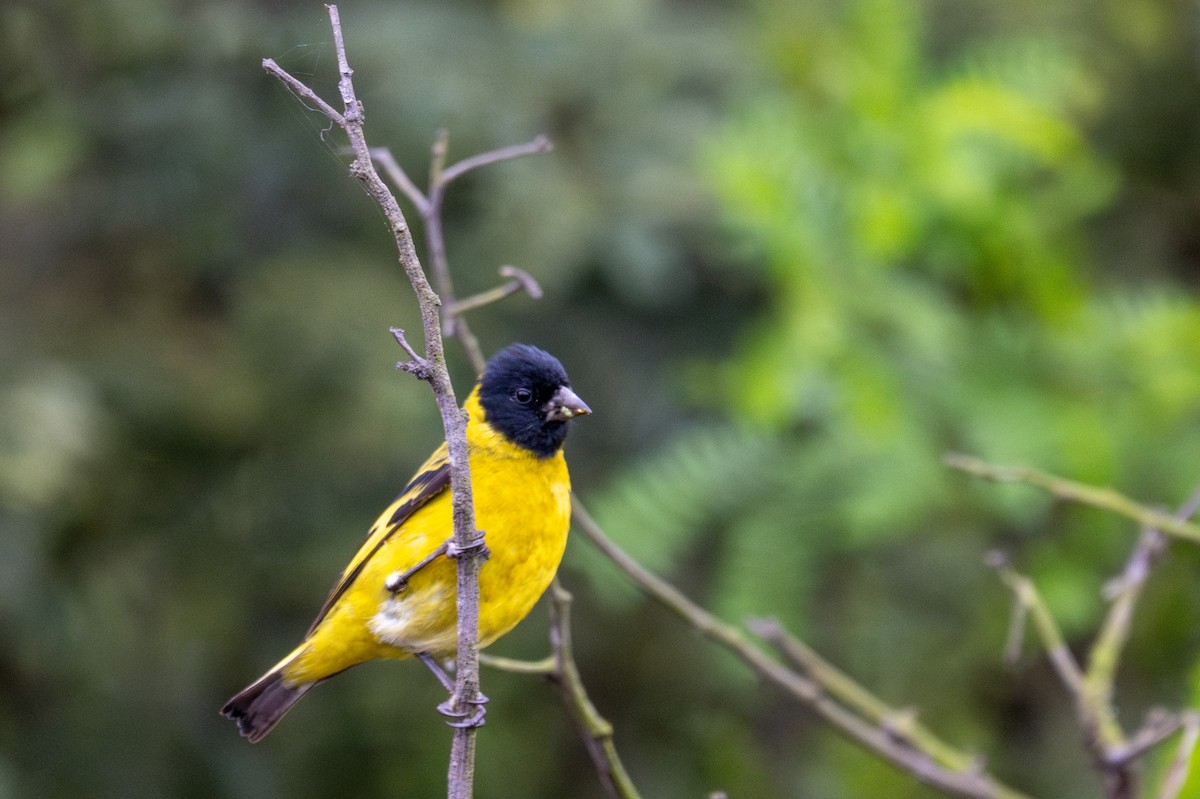 Hooded Siskin - ML643629321