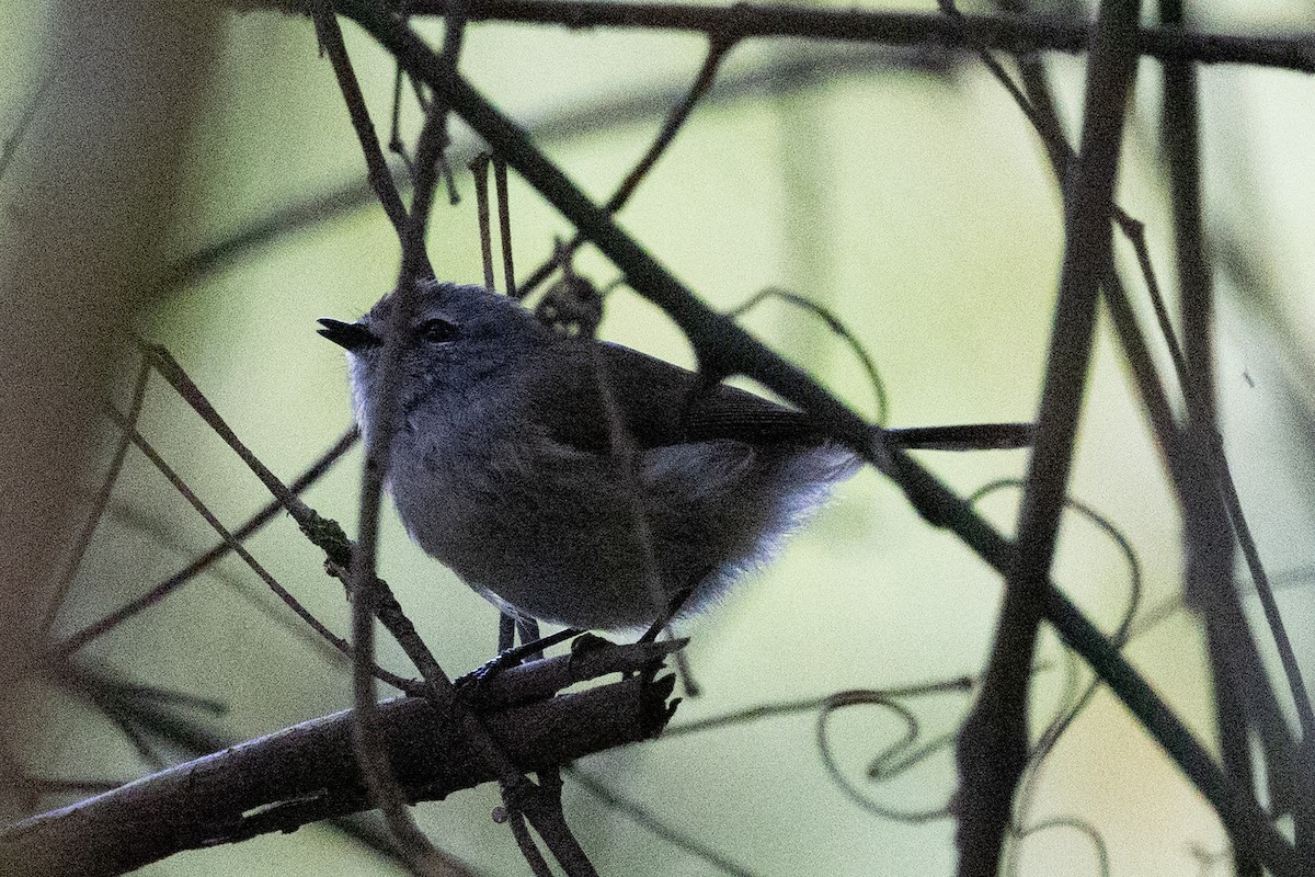 Brown Gerygone - ML643629324