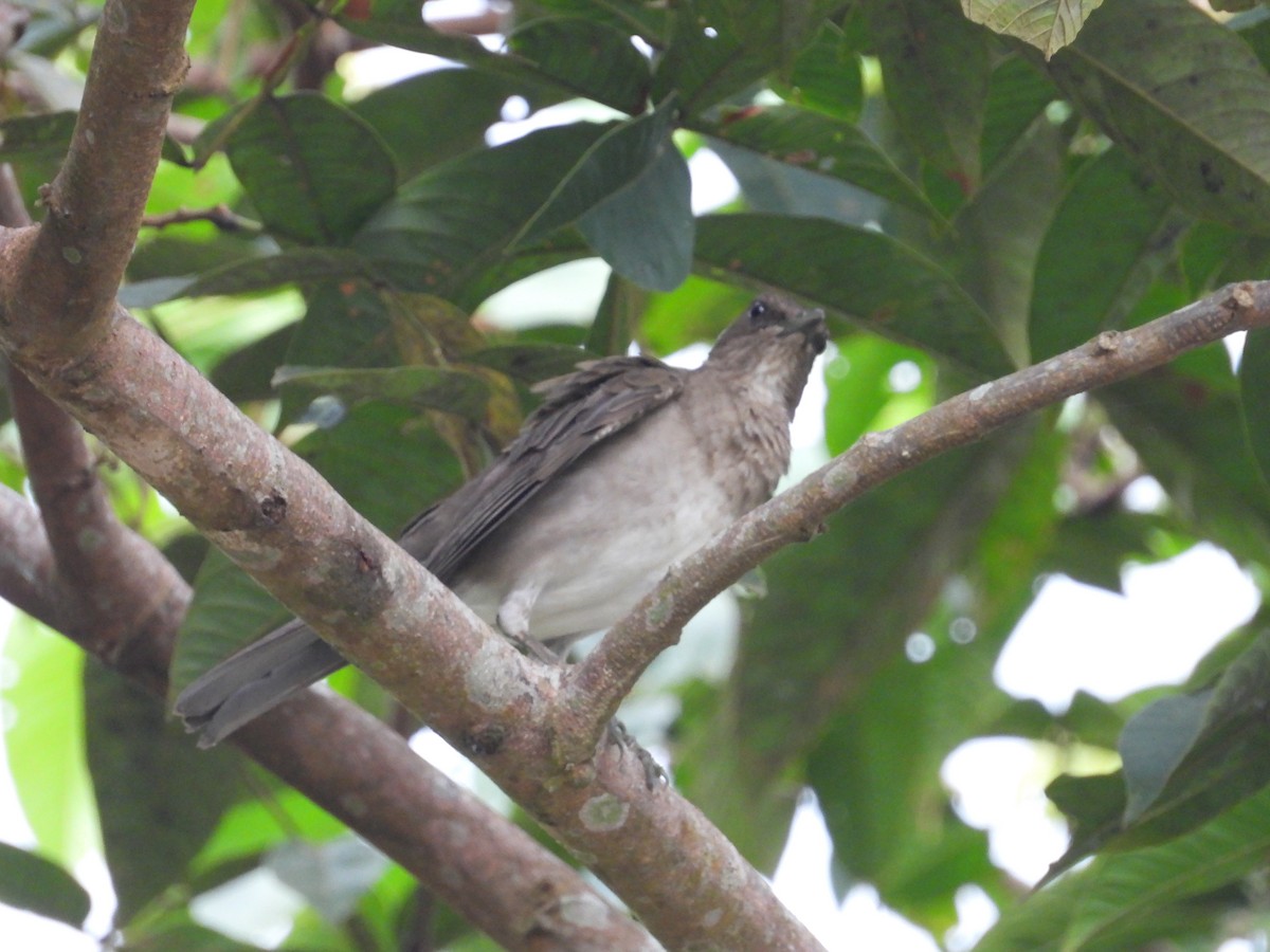 Black-billed Thrush - ML643629350