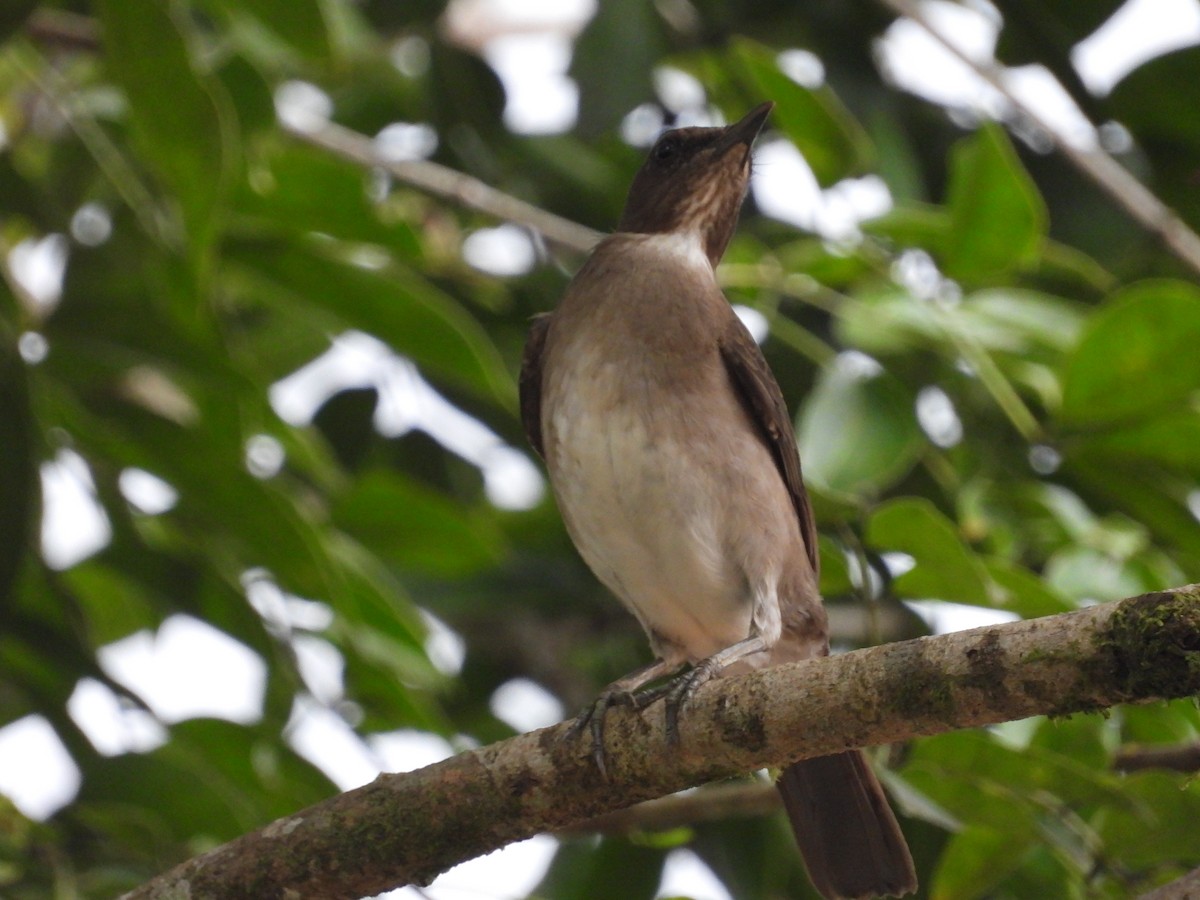 Black-billed Thrush - ML643629351