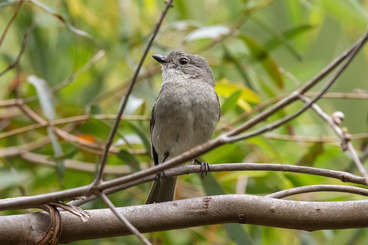 gullplystrer (pectoralis gr.) - ML643629358