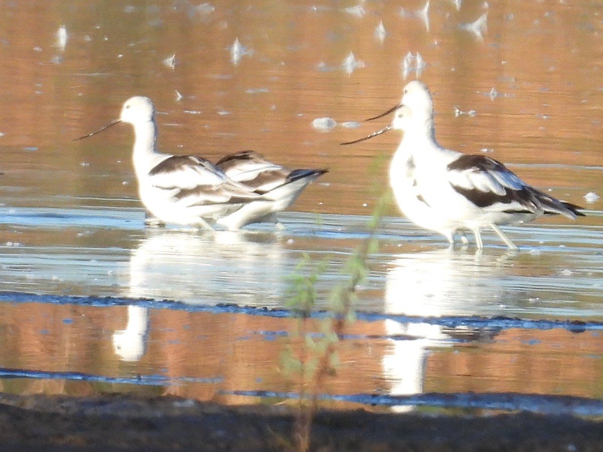 American Avocet - ML643629370