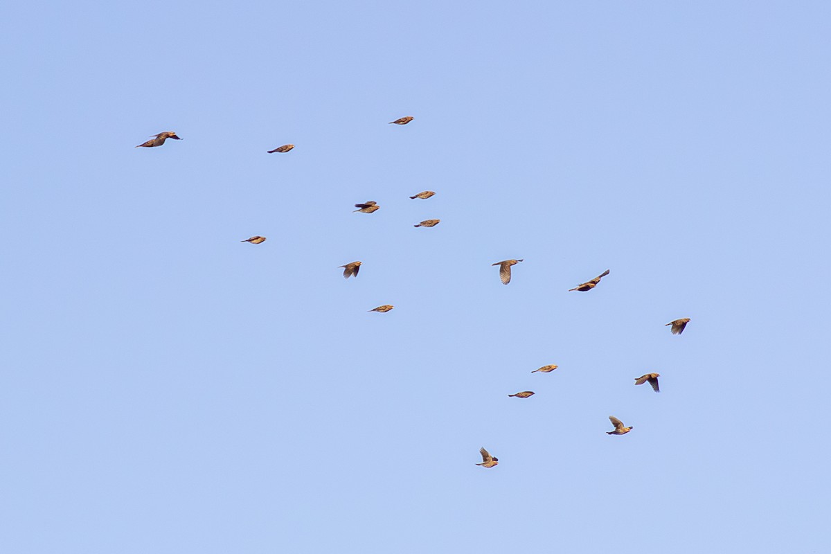 Red-winged Blackbird - ML643629384