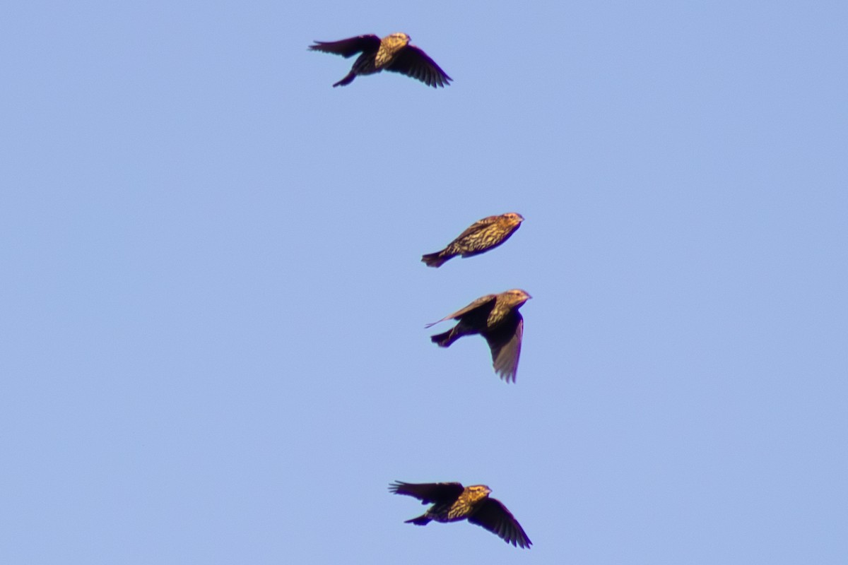 Red-winged Blackbird - ML643629385