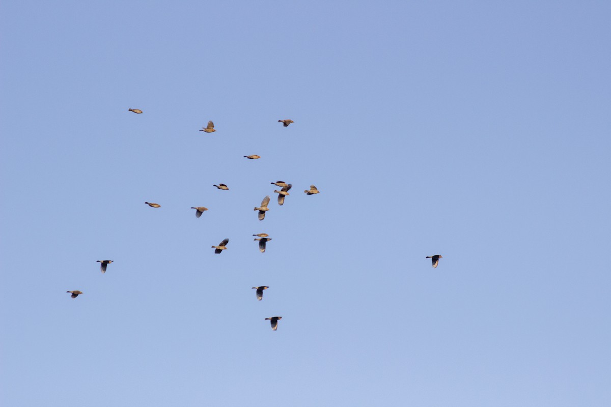 Red-winged Blackbird - ML643629386