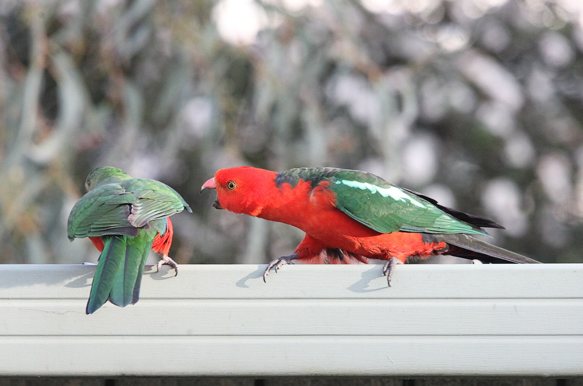 Australian King-Parrot - ML643629396