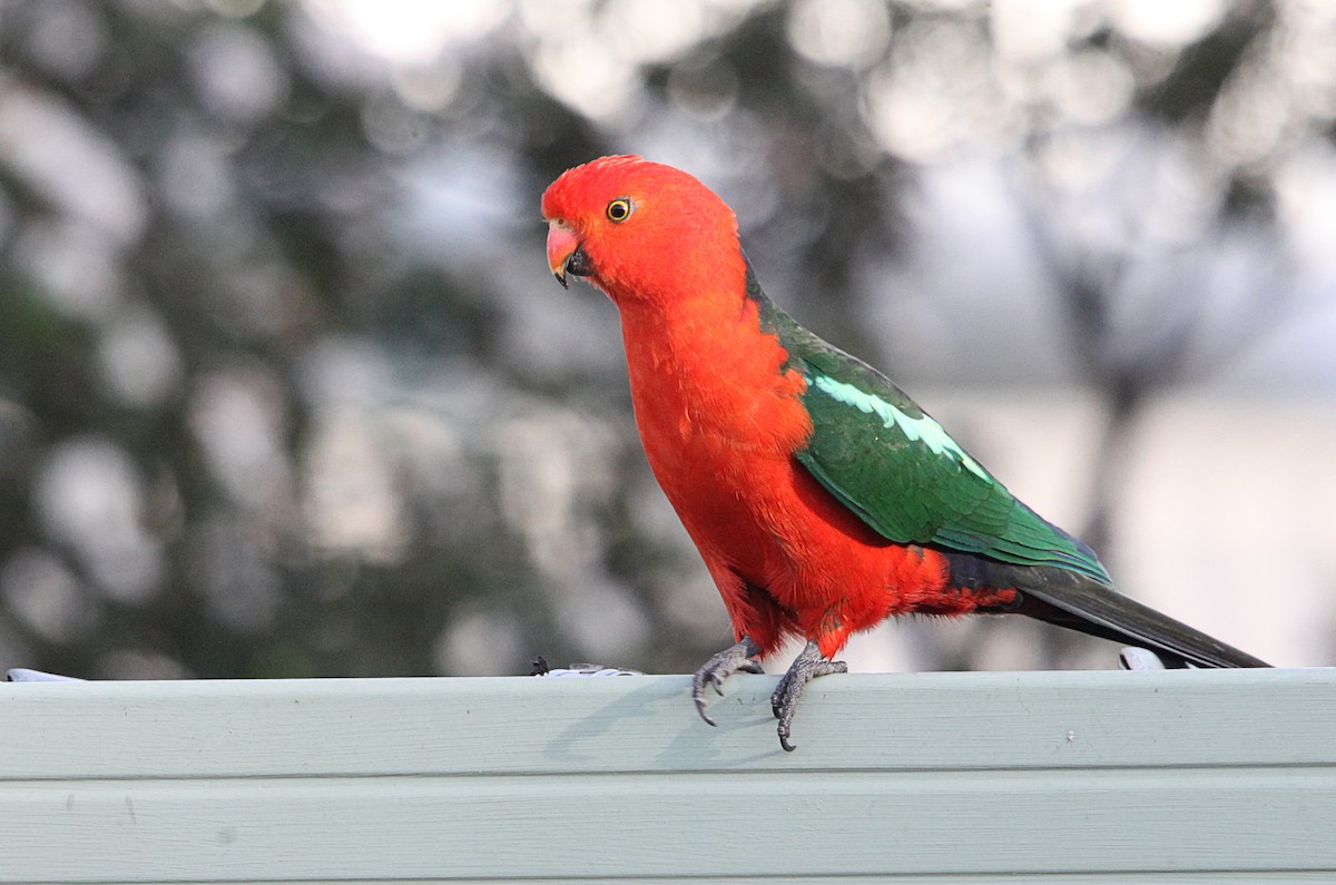 Australian King-Parrot - ML643629397