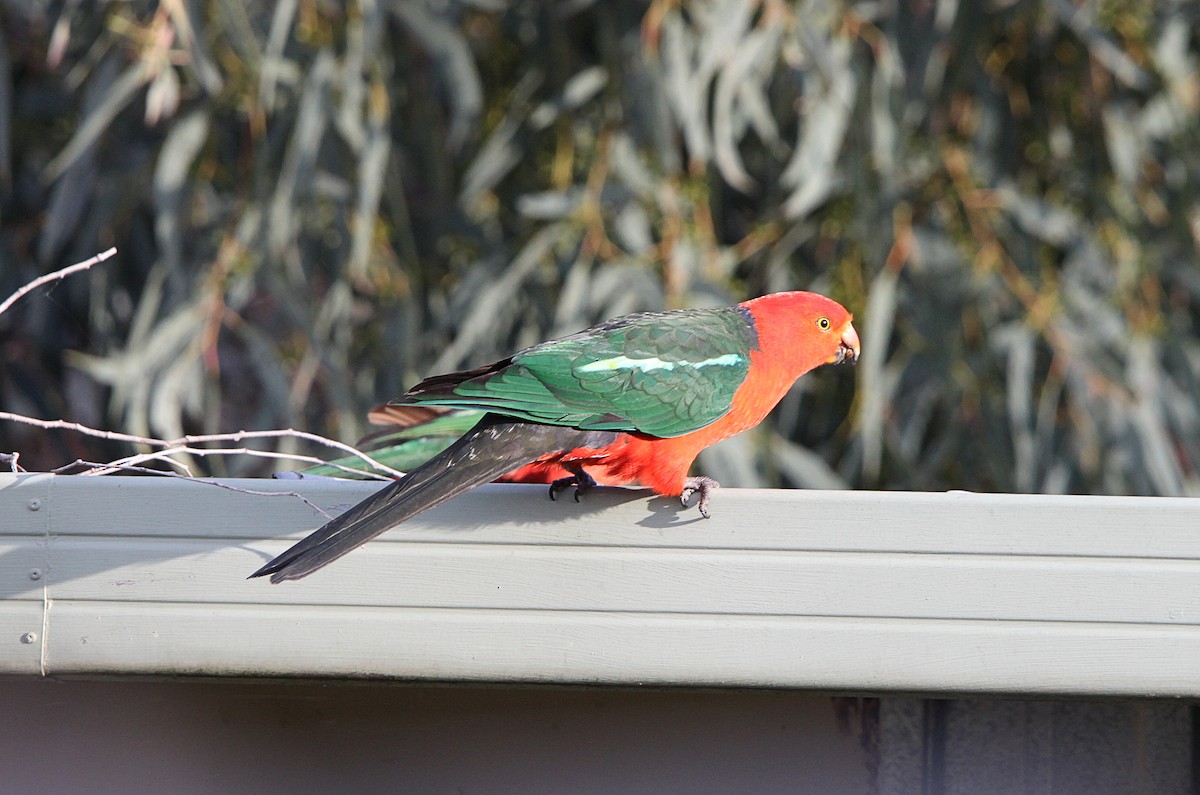 Australian King-Parrot - ML643629398